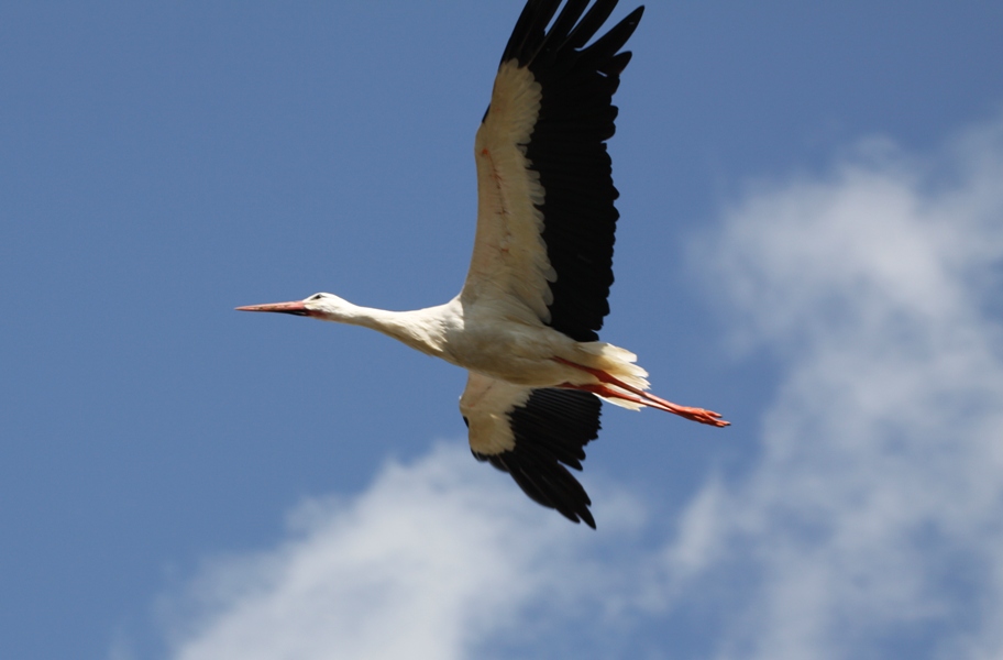 Cicogna - Stork